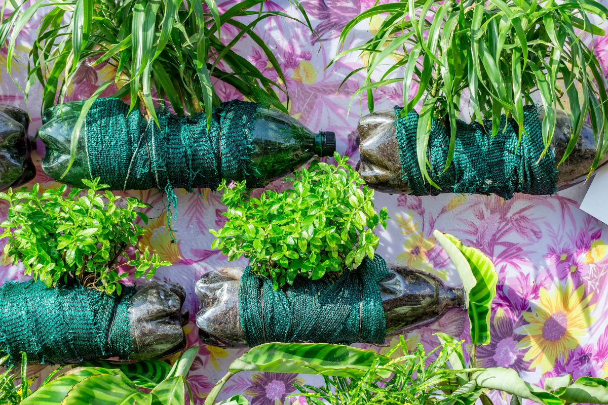 mini orto verticale fai da te con bottiglie di plastica