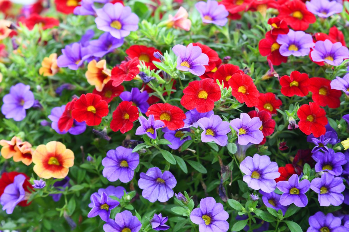varietà di petunia resistenti al caldo