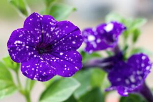 petunie profumata per balcone