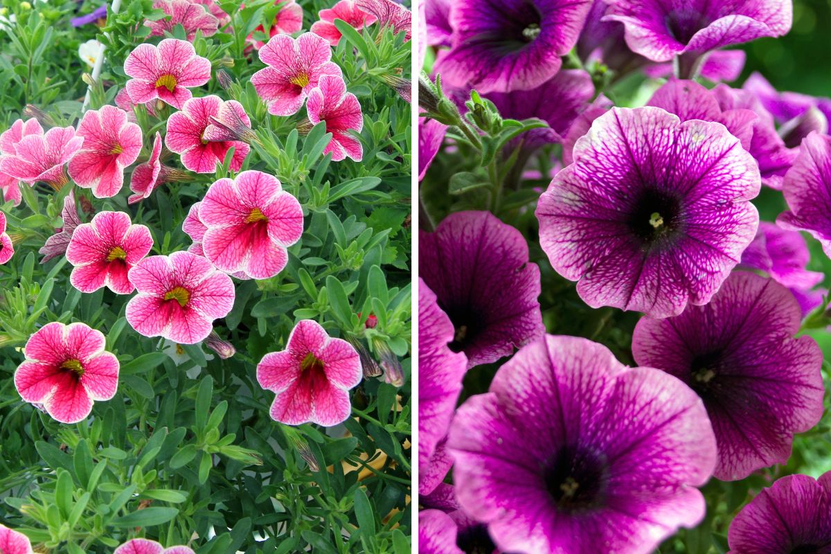 trucco per petunie viola o rosa