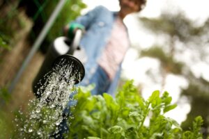 troppo acqua per la pianta