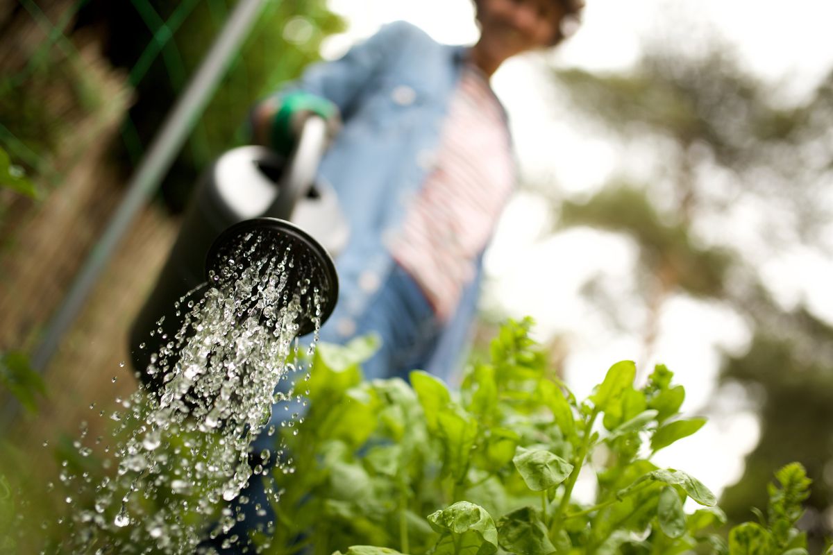 troppo acqua per la pianta