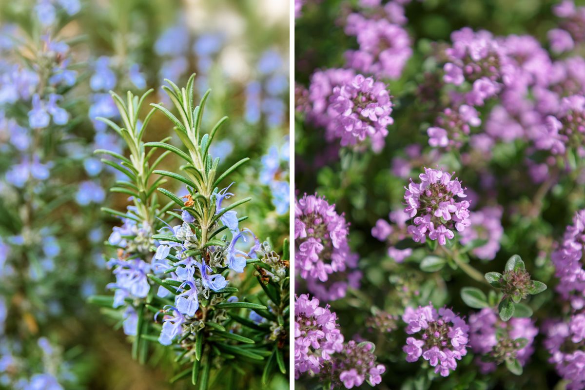 piante aromatiche in fiore profumate a luglio