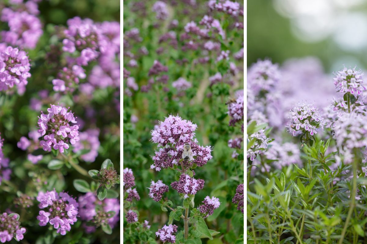 piante aromatiche in fiore