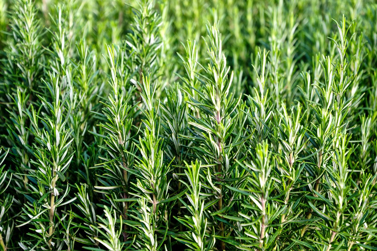 piante da terrazzo resistenti alla siccità