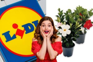 da lidl piante dell’estate