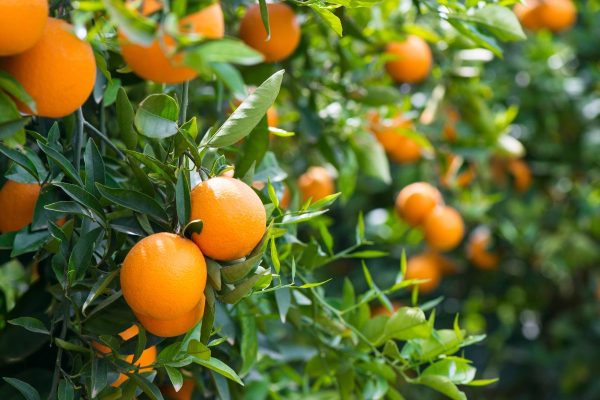 creare un angolo relax al profumo di agrumi
