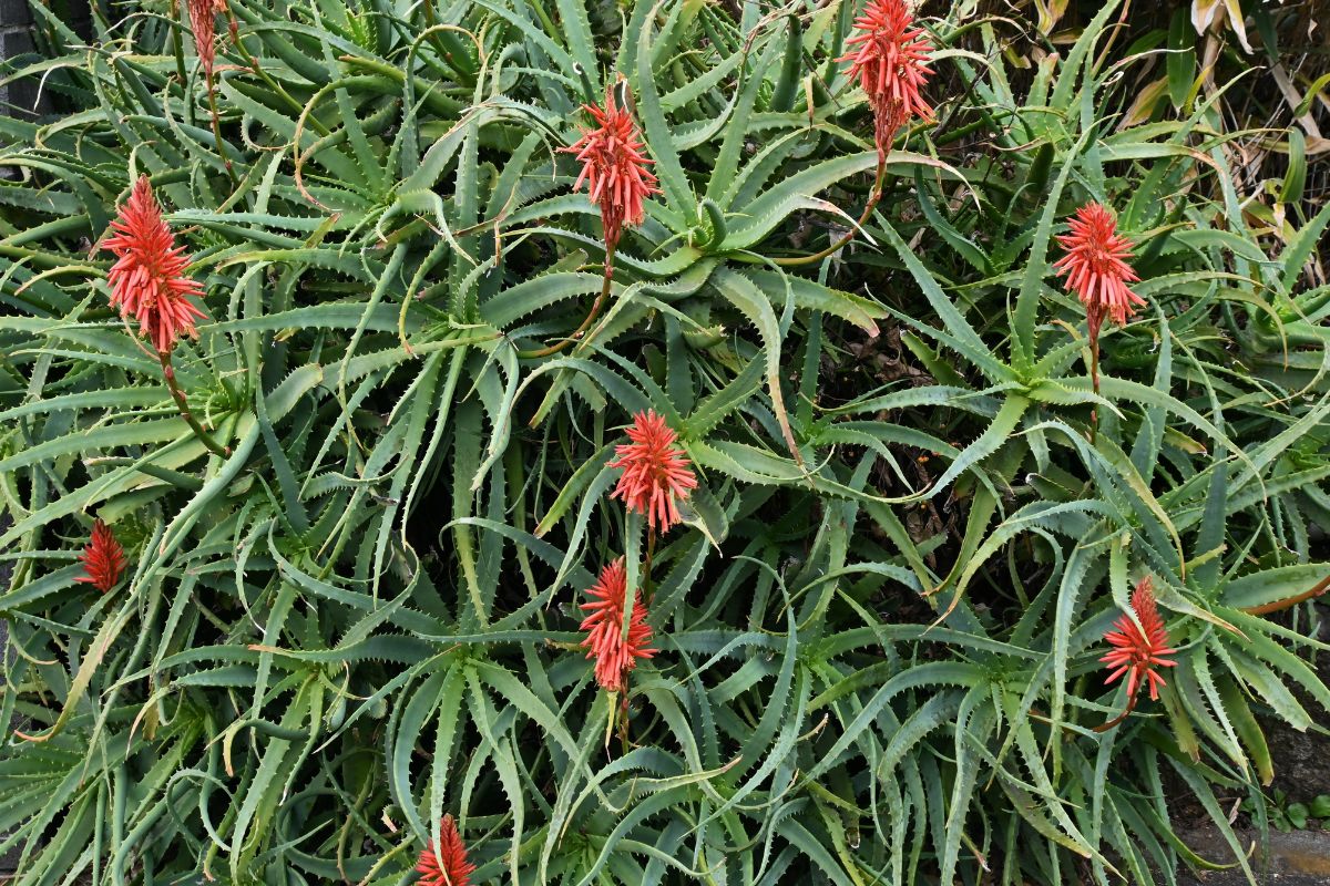 piante grasse giganti perfette per il terrazzo