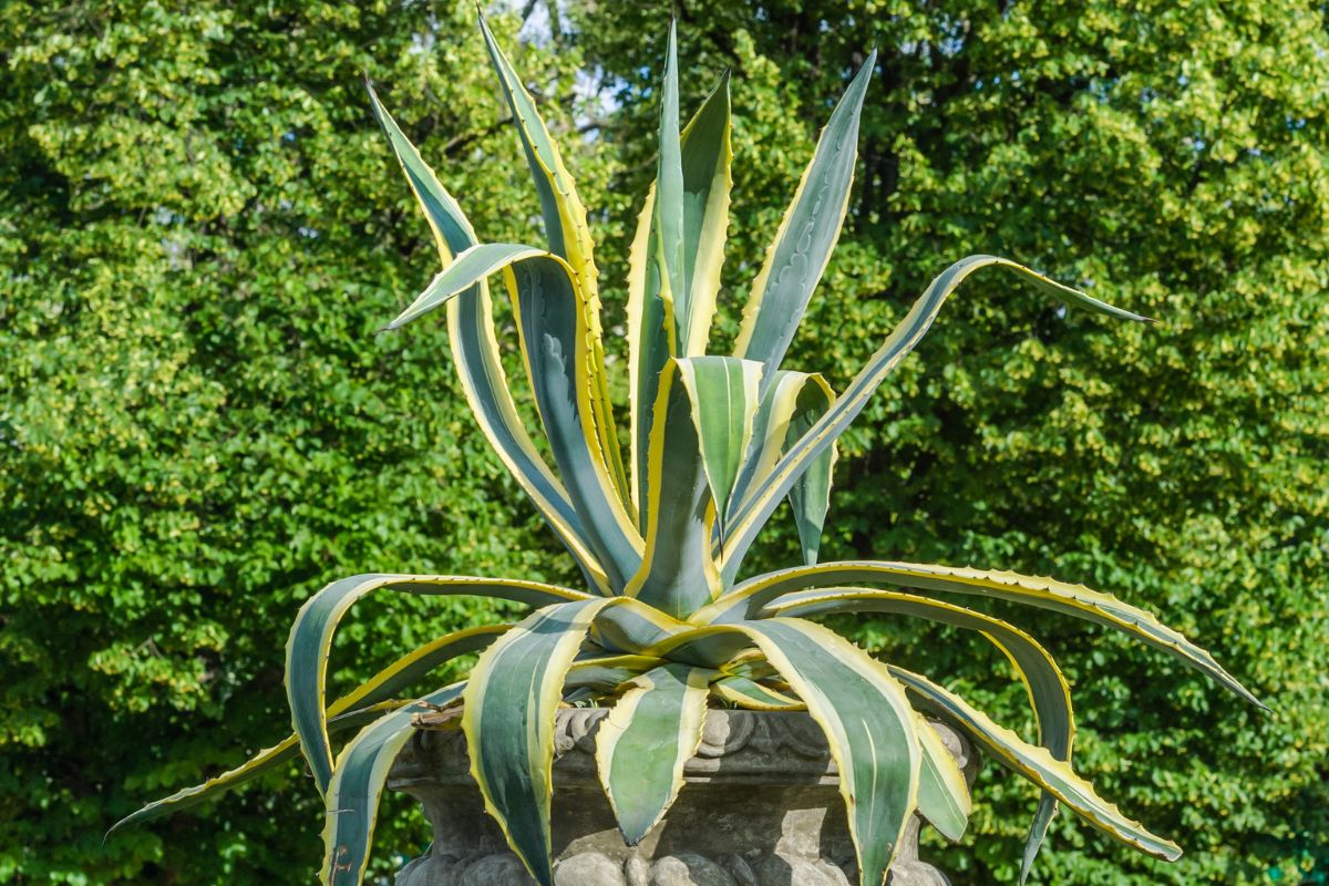 terrazzo con piante grasse giganti