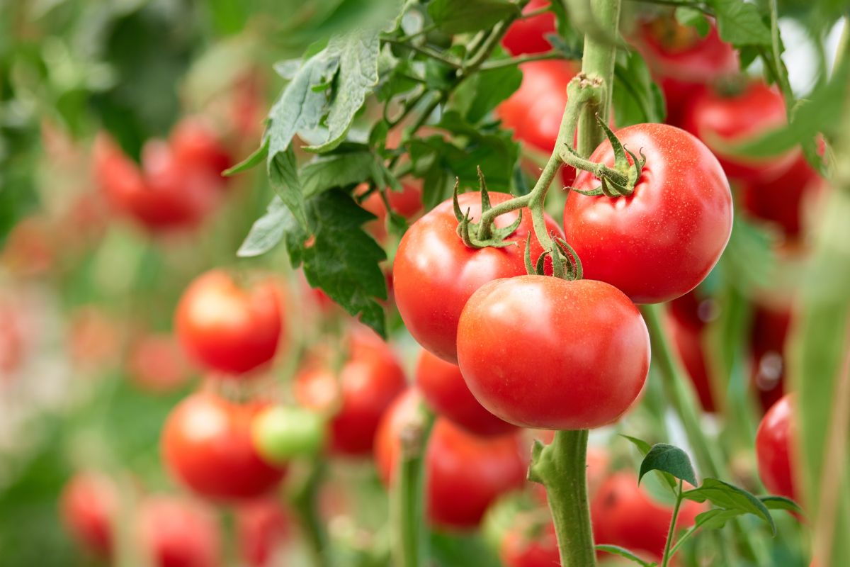 irrigazioni dei pomodori col caldo