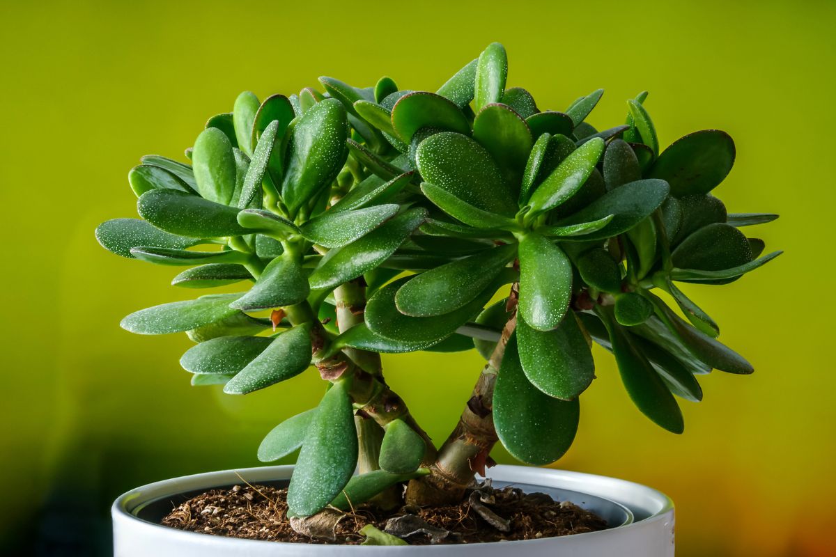 potatura albero di giada
