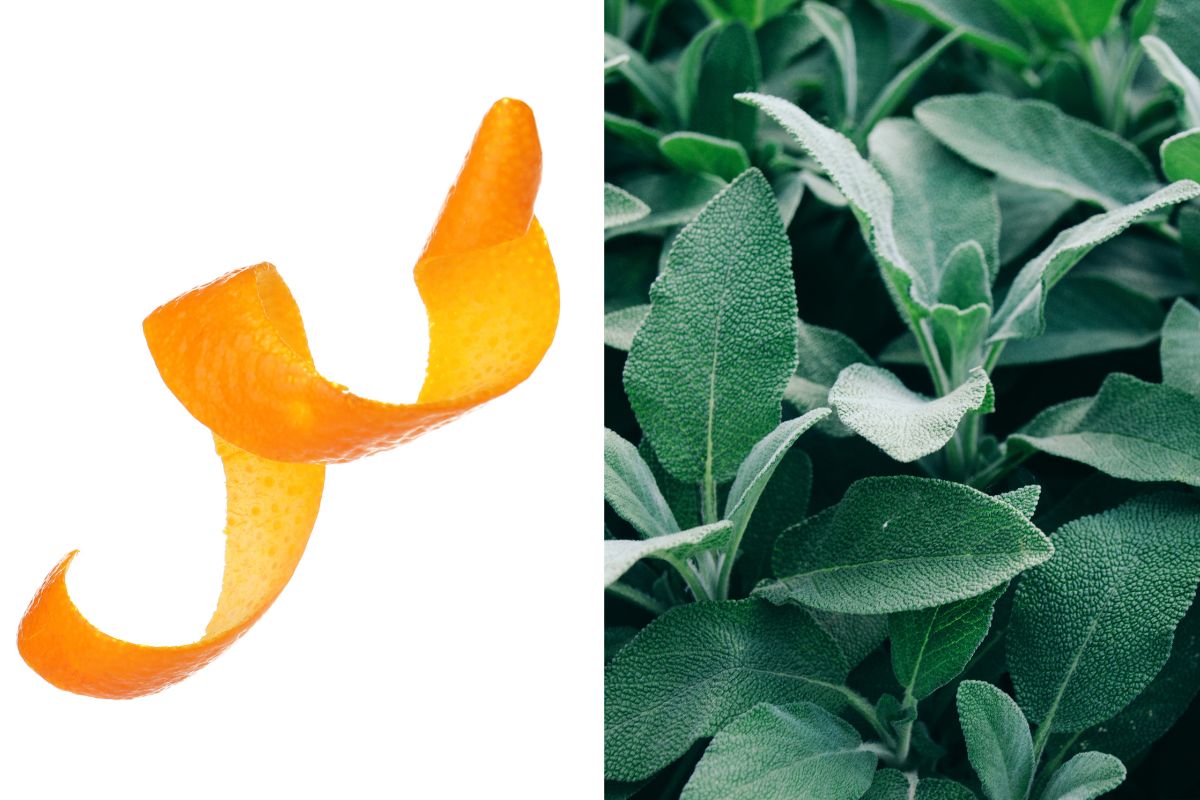 profumatori con salvia e scorza d’arancia