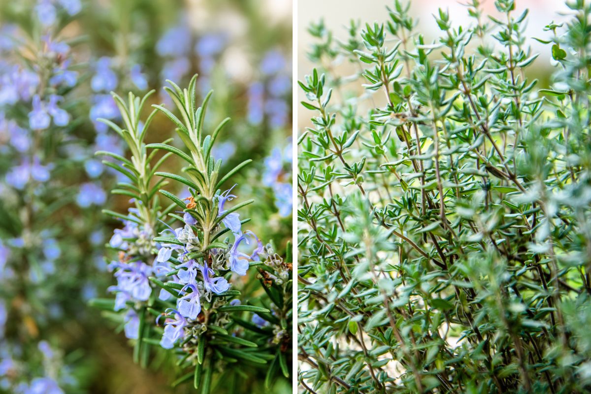 erbe aromatiche in balcone