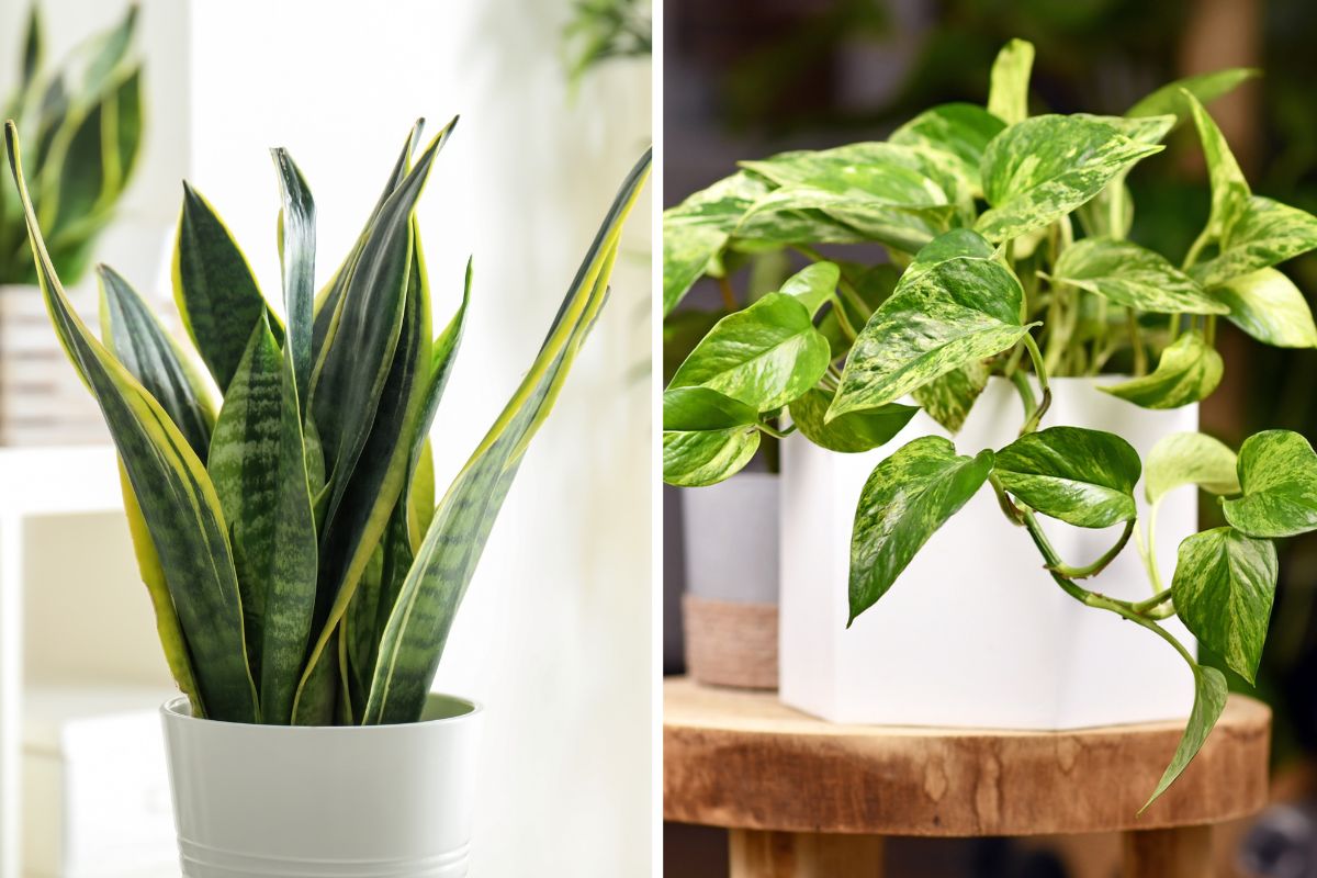 piante anti-stress da caldo