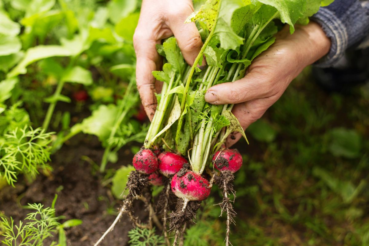 varietà di piante per la semina di luglio