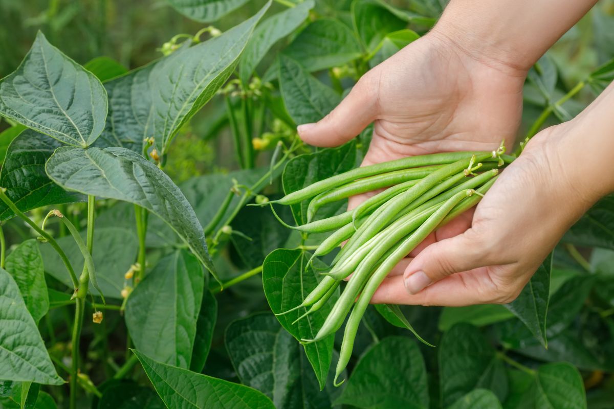 varietà di piante per la semina