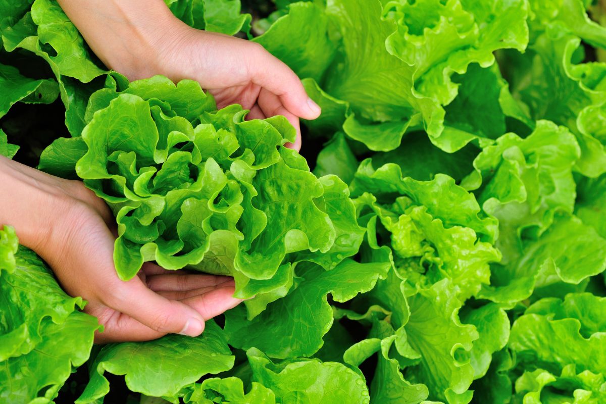 varietà di piante per la semina di luglio