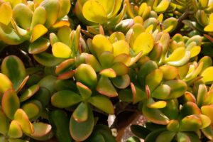 crassula ovata ingiallita dal caldo soluzione