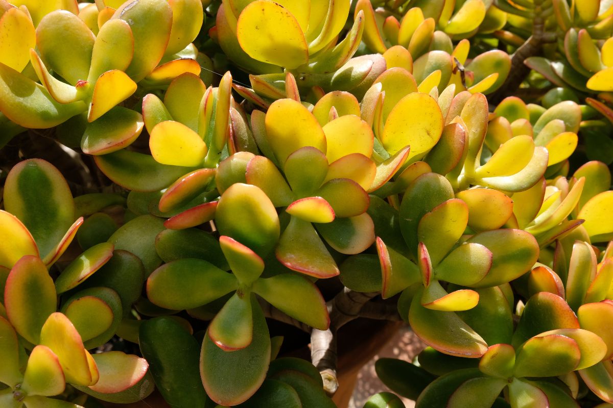 crassula ovata ingiallita dal caldo soluzione