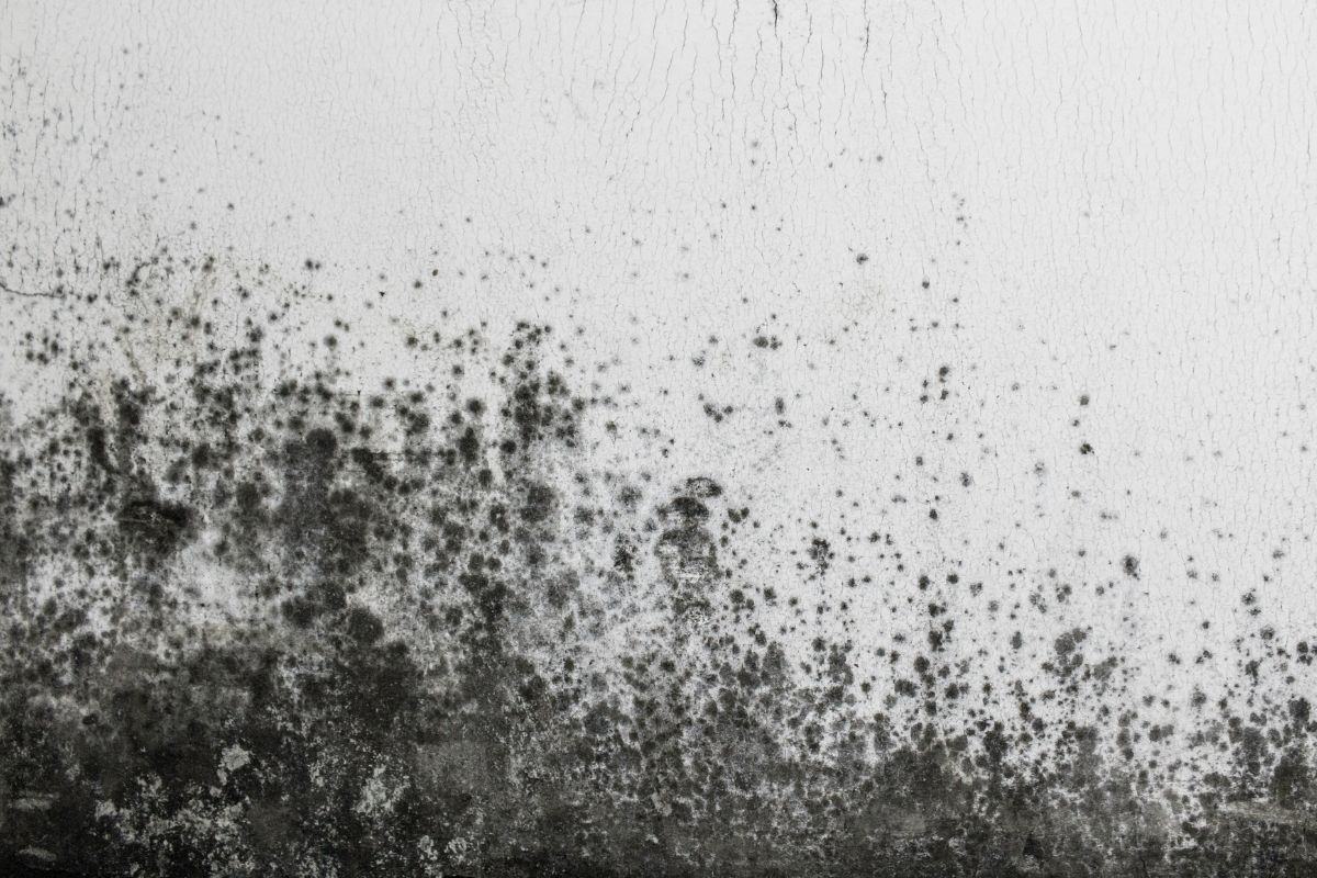 muffa dietro i quadri bustina di bicarbonato