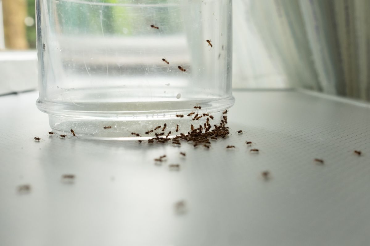 due ciotole per tenere lontane le formiche dalla dispensa