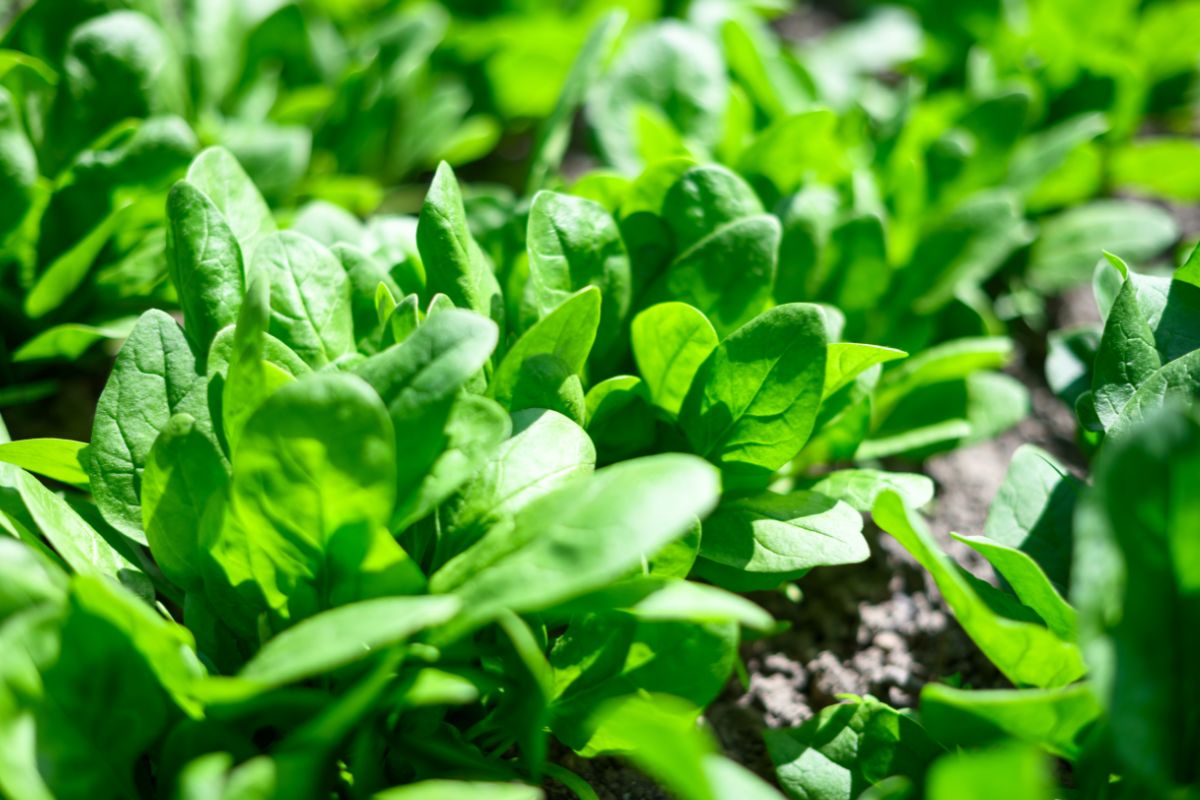 verdure da coltivare sul balcone