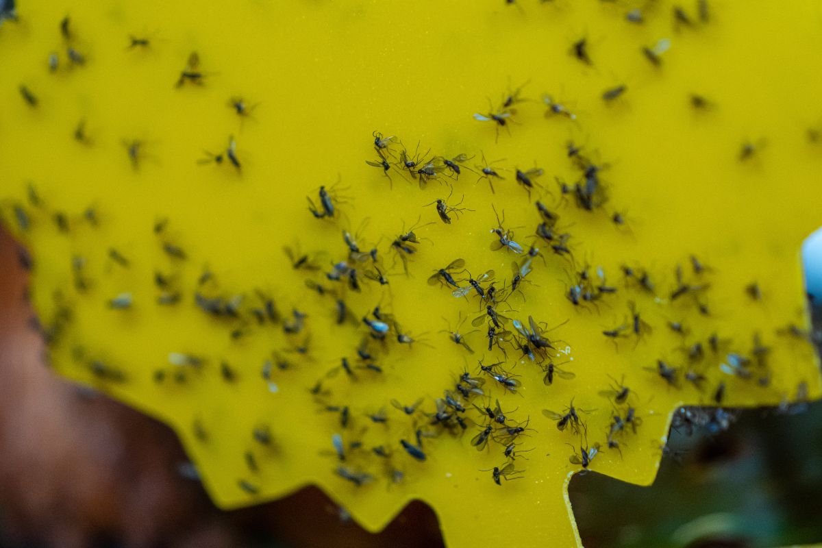 trappola naturale contro i moscerini nel terriccio