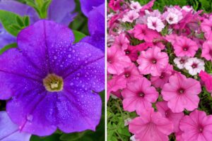 petunie rosa o viola in estate