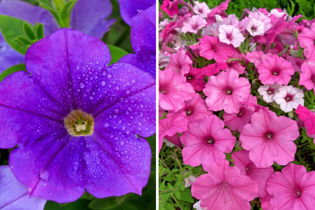 petunie rosa o viola in estate