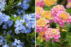 fiori resistenti al sole del sud