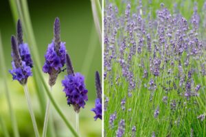 piante di lavanda che reggono il caldo