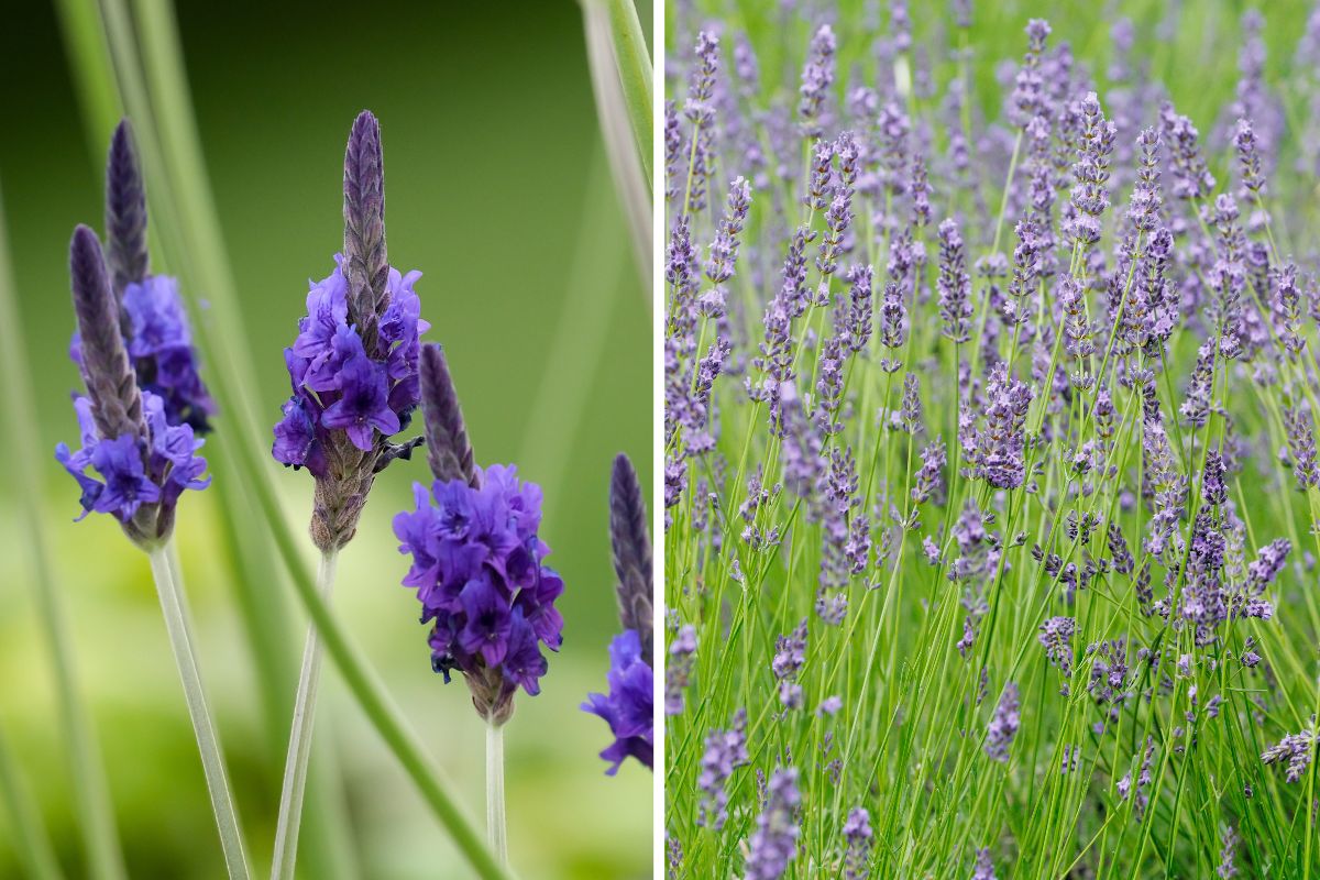 piante di lavanda che reggono il caldo