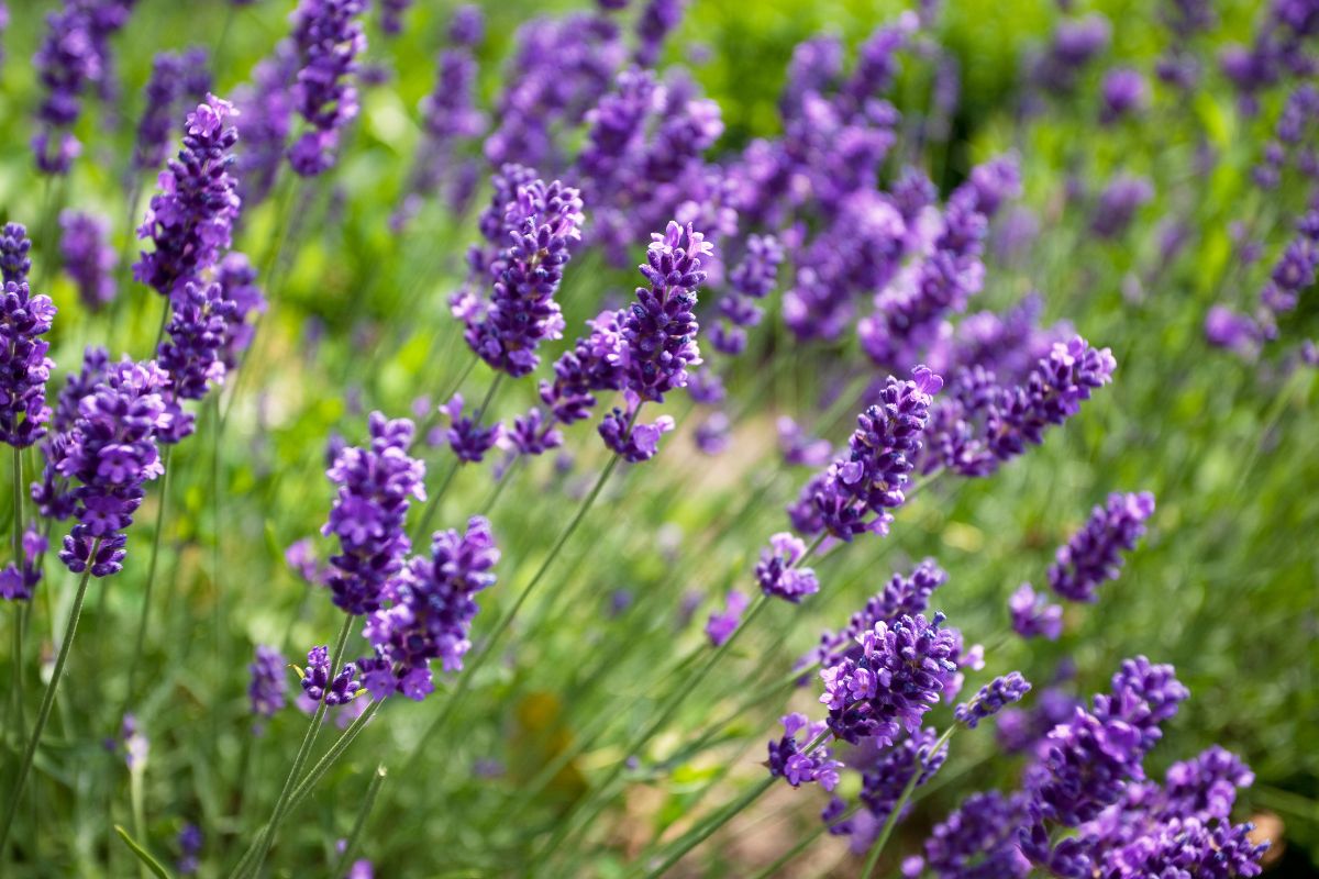 varietà di lavanda che sopportano il caldo