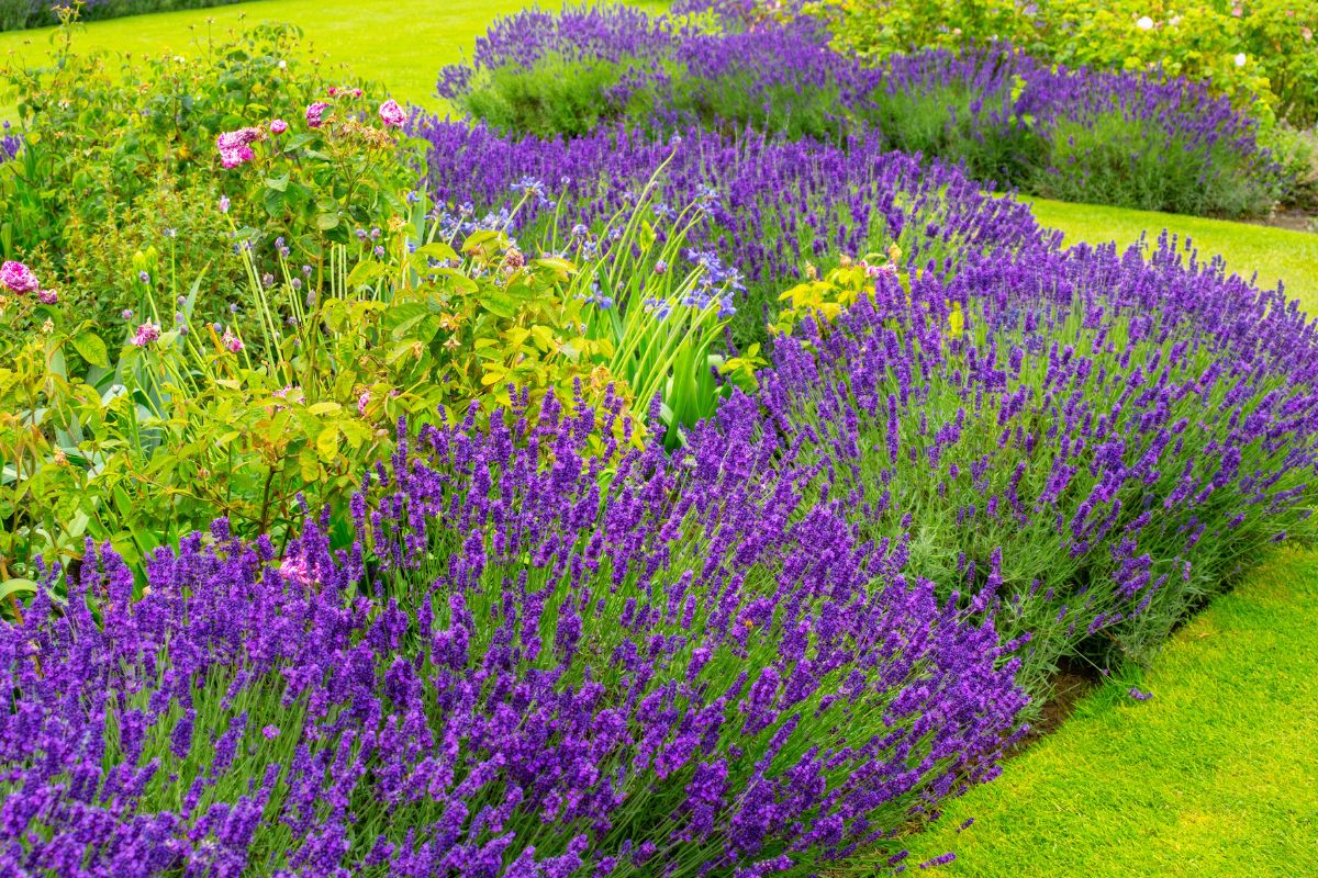 bordure di lavanda