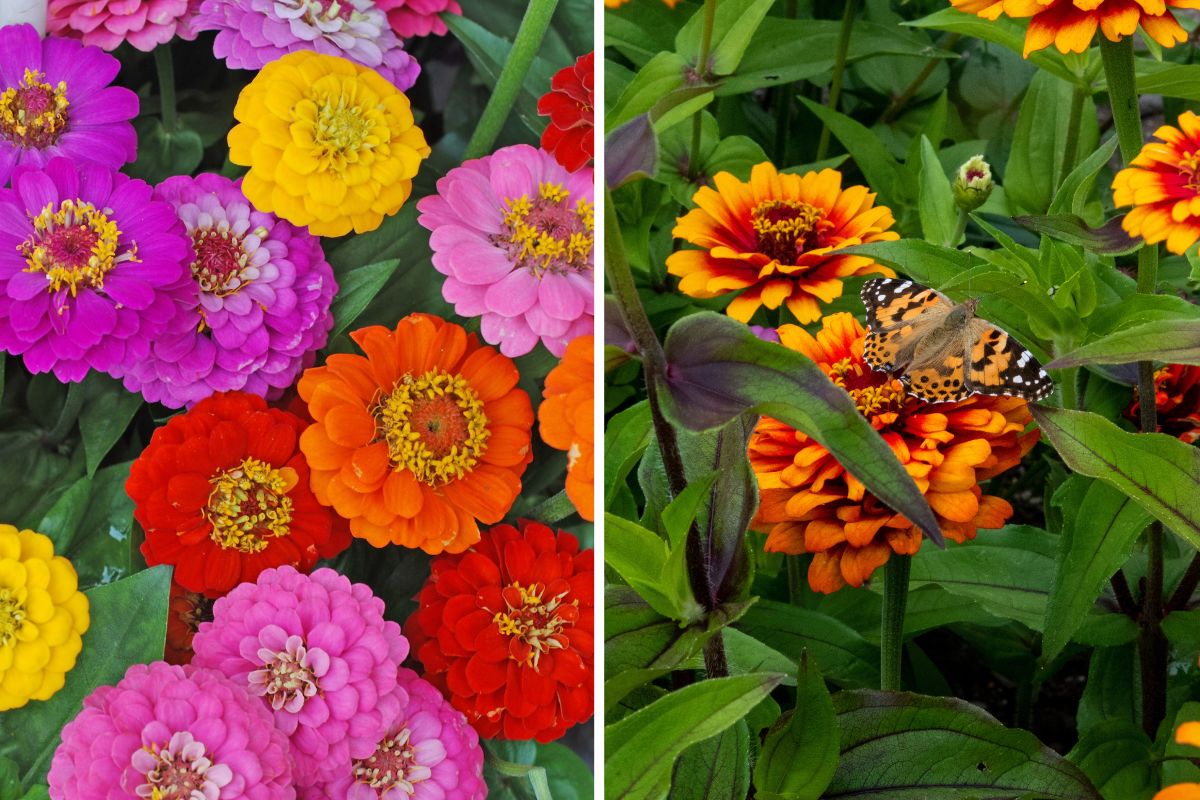fiori che non temono il caldo