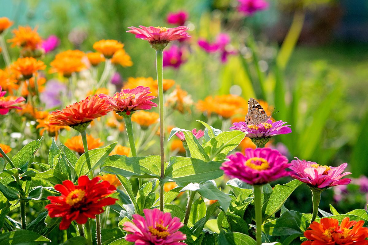 fiori zinnie estate