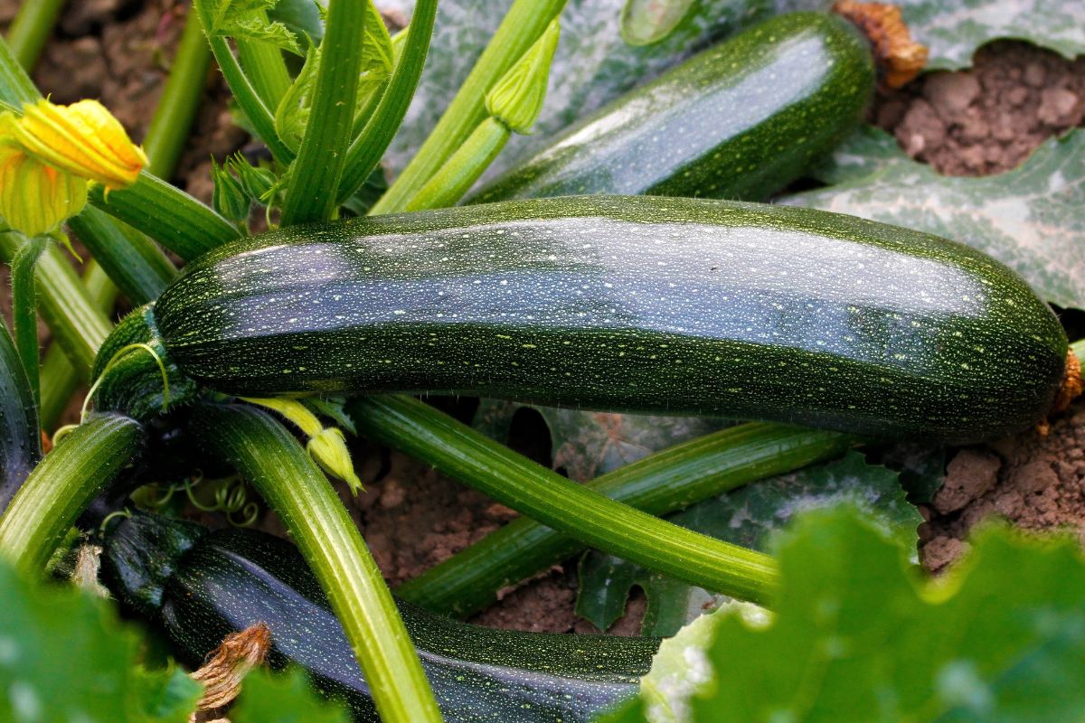 varietà di piante per la semina di luglio