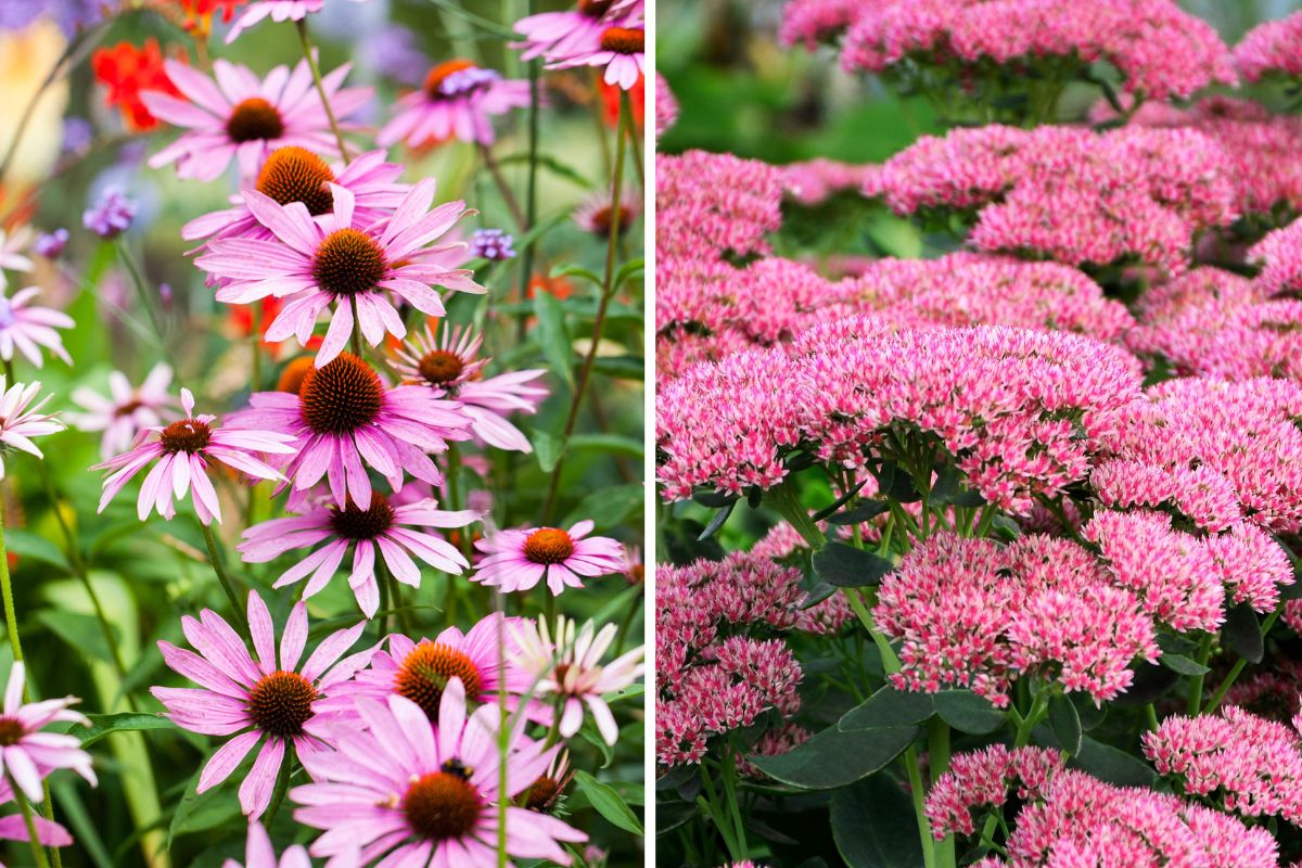 pianta perenni aiuole in fiore a settembre