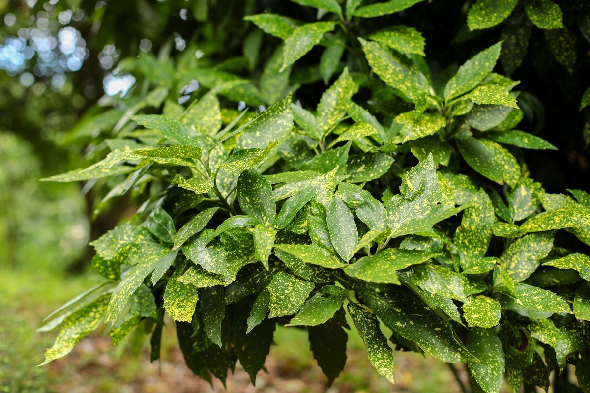 piante per ombra in giardino