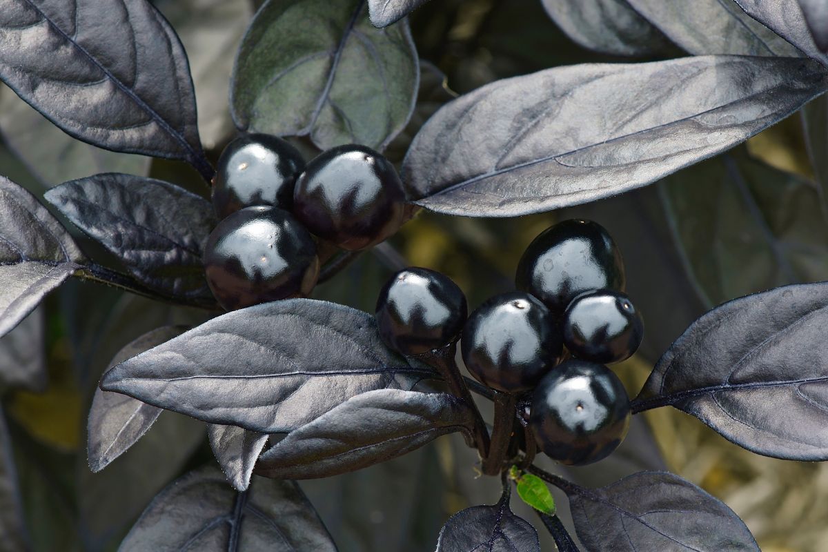 come coltivare i peperoncini ornamentali