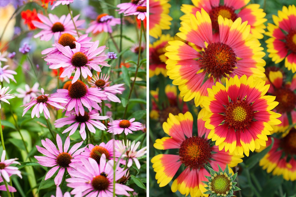 mix di piante per bordure estive