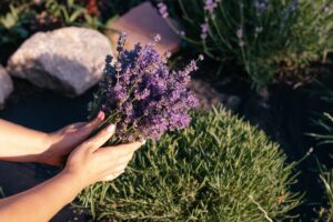 bouquet lavanda e erbe aromatici