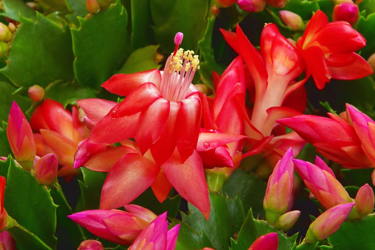 cura del cactus di natale