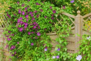 fiori di clematide estiva