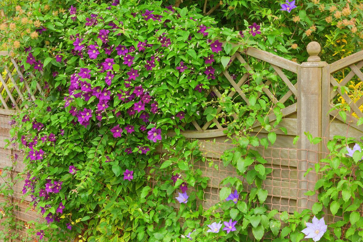 fiori di clematide estiva
