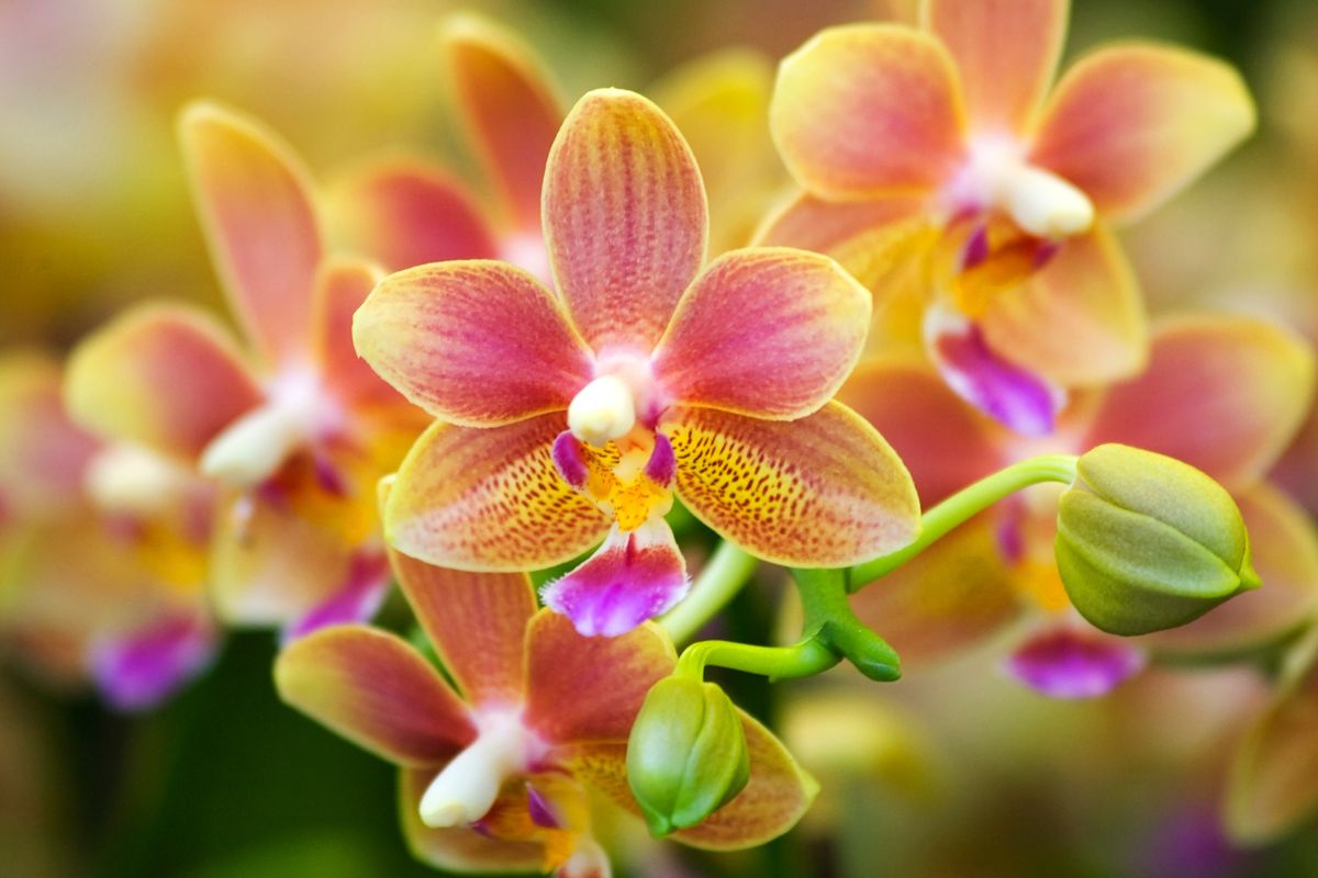 cura delle orchidee