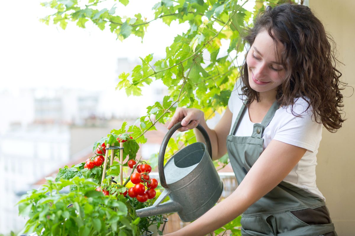 errori che rovinando pomodori da balcone