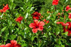 soluzione ibisco da giardino che non fiorisce