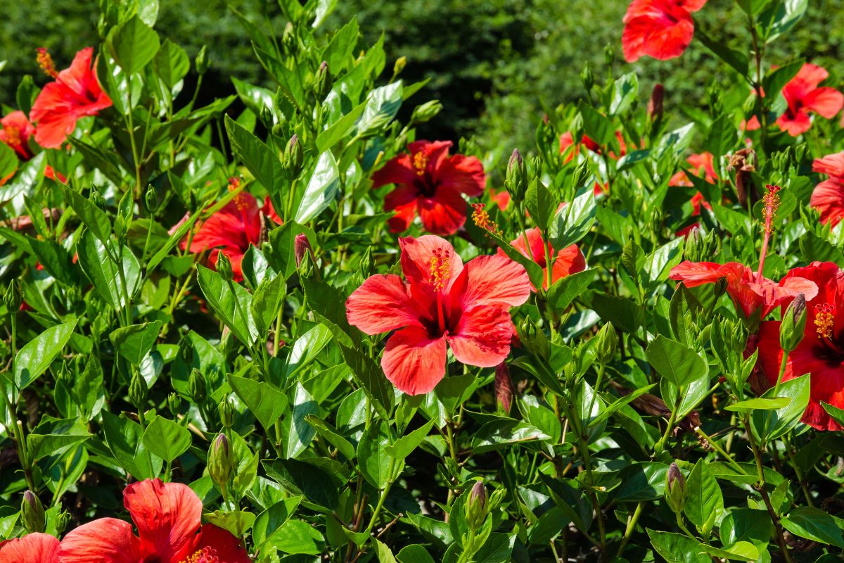 soluzione ibisco da giardino che non fiorisce