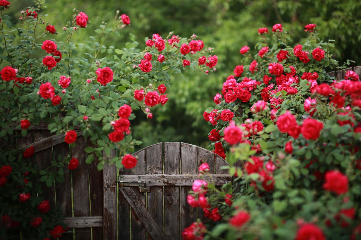 trucco per rose che non smettono di fiorire